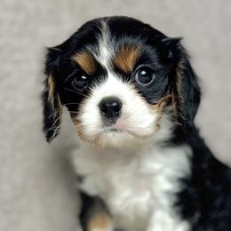 Cavalier King Charles Spaniels and Miniature Australian Shepherds from JSK Aussie and Cavaliers