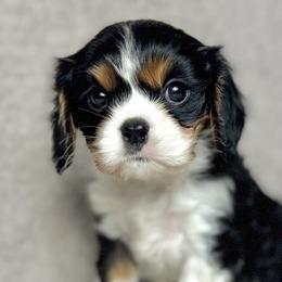 Cavalier King Charles Spaniels and Miniature Australian Shepherds from JSK Aussie and Cavaliers