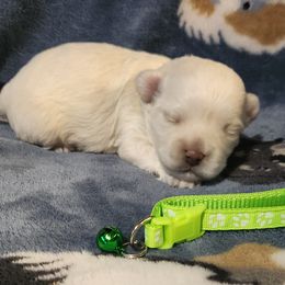 Maltipoo puppies from Mias Bayou Puppies, LLC