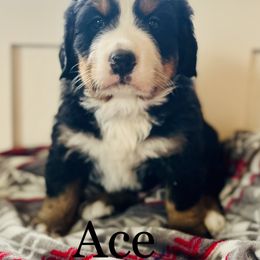 Bernese Mountain Dog Puppies from Bayles Berners