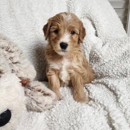Gold - Apricot male Goldendoodle puppy in Cumming, Georgia from Chattahoochee Kennels