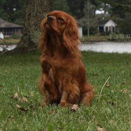 Merlot - Cavalier King Charles Spaniel