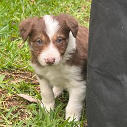 Teddy - White and red male Border Collie puppy in Mckinney, Texas from Border Collies of Ruidoso