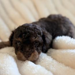 Tink-TOY - Phantom male Poodle puppy in Purdy, Missouri from The Dynasty