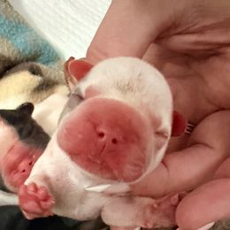 Xaden - Tricolors male French Bulldog puppy in Delhi, Louisiana from 4T Ranch