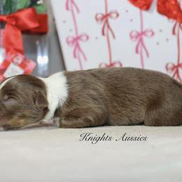 Hershey - Red tri-color male Australian Shepherd puppy in Ceres, California from Knight's Aussies