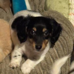 Blaze - Piebald male Dachshund puppy in Summit, South Carolina from Doxies4Paws