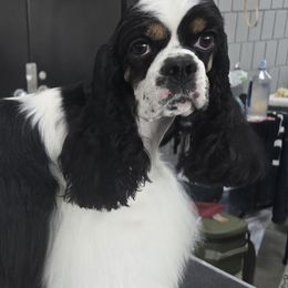 Temple - Cocker Spaniel