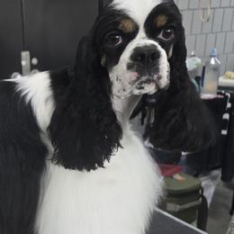 Temple - Cocker Spaniel