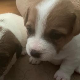 Rosie - White and tan female Russell Terrier puppy in Orange, Virginia from Woodside