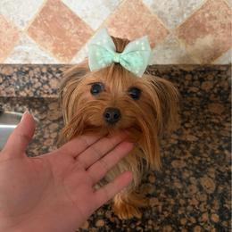 Nelli - Black and tan female Yorkshire Terrier puppy in Parma Heights, Ohio from Yorkies of Ohio