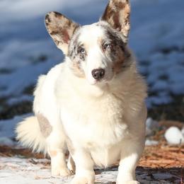 Yeti - Cardigan Welsh Corgi