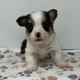 Mint (fluffy) - Black and tan male Pembroke Welsh Corgi puppy in Waco, Texas from The Comma Corgis