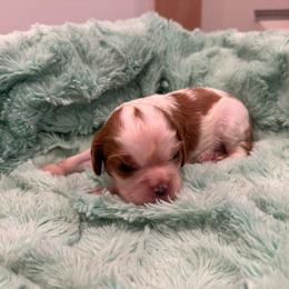 Girl 1 - Blenheim female Cavalier King Charles Spaniel puppy in Honeyville, Utah from Mike and Brandice Brown Performance Animals