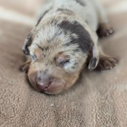 Amelia - Dapple female Dachshund puppy in Signal Mountain, Tennessee from Hot Diggity Doxens