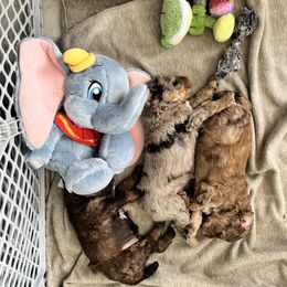 Bernedoodle and Poodle Puppies from Orange Blossom Poodles & Doodles