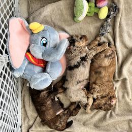 Bernedoodle and Poodle Puppies from Orange Blossom Poodles & Doodles