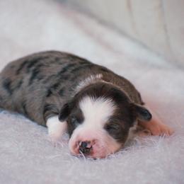 Maisie - Blue merle female Miniature American Shepherd puppy in Chocowinity, North Carolina from Foxtail Hollow