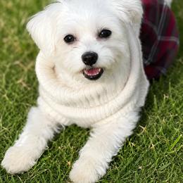 Maltese All Grown Up from Maltese DFW