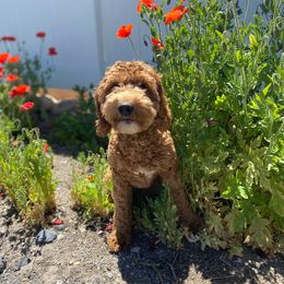 Tobi - Goldendoodle