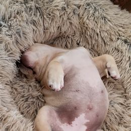 French Bulldogs from Northern Light's French Bulldog