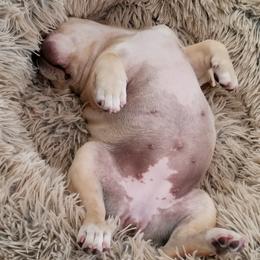 French Bulldogs from Northern Light's French Bulldog