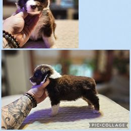 Light blue collar - Red tri-color female Miniature American Shepherd puppy in Griswold, Connecticut from Flatrock's Mini American Shepherd's
