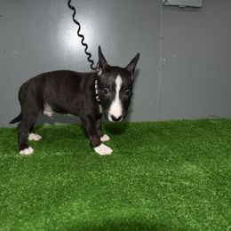 Black Collar Male - Black and brindle male Miniature Bull Terrier puppy in Fontana, California from JLB Beagles & MBT