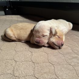 Golden Retriever Puppies from R & K Golden Acres LLC