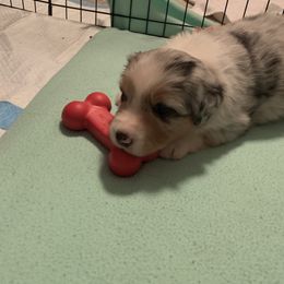 Australian Shepherd Puppies from Sandollar Aussies