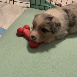 Australian Shepherd Puppies from Sandollar Aussies