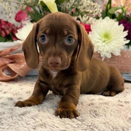 Cashew (2800) - Chocolate and tan female Dachshund puppy in Hensley, Arkansas from The Dachshund Barn
