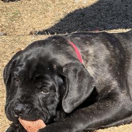 Boy4 - Black brindle male Cane Corso puppy in Granbury, Texas from Revolutions Kennel