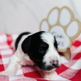 Anelli- Teal Collar - Black and white female Bernedoodle puppy in Katy, Texas from Bluebonnet Bernedoodles of Southeast Texas