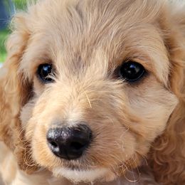 Assorted Doodle Crosses, Aussiedoodles, Cockapoos, and Poodles from Lucky Pup Meadows