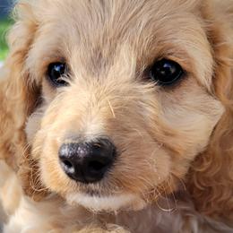 Assorted Doodle Crosses, Aussiedoodles, Cockapoos, and Poodles from Lucky Pup Meadows