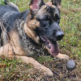 Chevrolet - German Shepherd