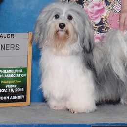 Havanese from Wyndward Havanese
