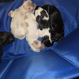 Cavalier King Charles Spaniel, Cavapoo, and Poodle Puppies from Far West Texas Oodles of Cavi's & Cavoodles