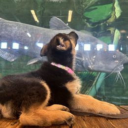 German Shepherd Puppies from Golden Ridge