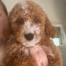 Jesse - Red  female Goldendoodle puppy in Orangevale, California from Ugly Dad Doodles