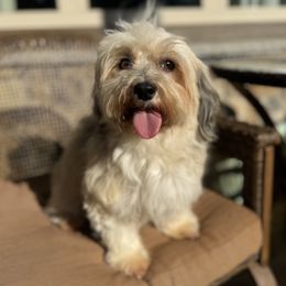 Frannie - Havanese