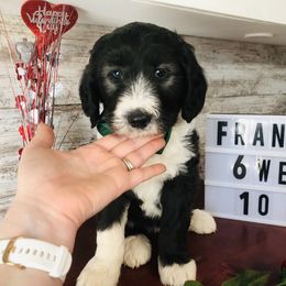 Pyredoodle and Sheepadoodle Puppies from Davis Family Doodles