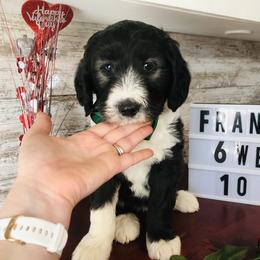 Pyredoodle and Sheepadoodle Puppies from Davis Family Doodles
