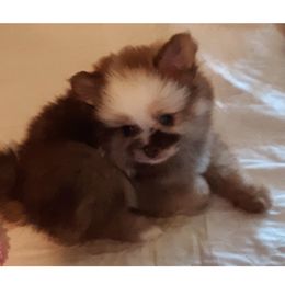 Pomeranian Puppies from Jaime's Pomeranians