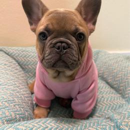 Clementine - Blue fawn female French Bulldog puppy in Spanaway, Washington from Beloved Frenchies