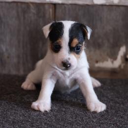 Simon - Tri-color male Jack Russell Terrier puppy in West Bend, Iowa from Blue Skies Terriers