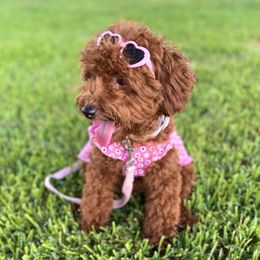 Nela - Poodle