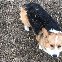 American Corgis and Pembroke Welsh Corgis from TZ's Corgis