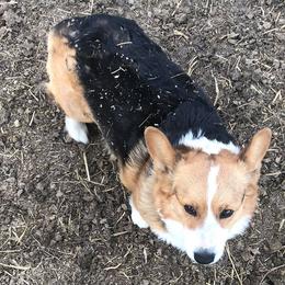 American Corgis and Pembroke Welsh Corgis from TZ's Corgis